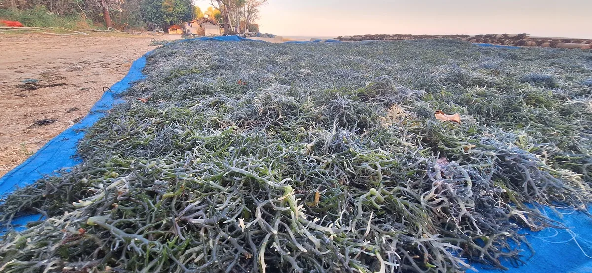 BELUM MAKSIMAL: Capaian produksi rumput laut di Sumenep jauh dari target pada 2023 ini.(K-TV/Imam Mahdi)