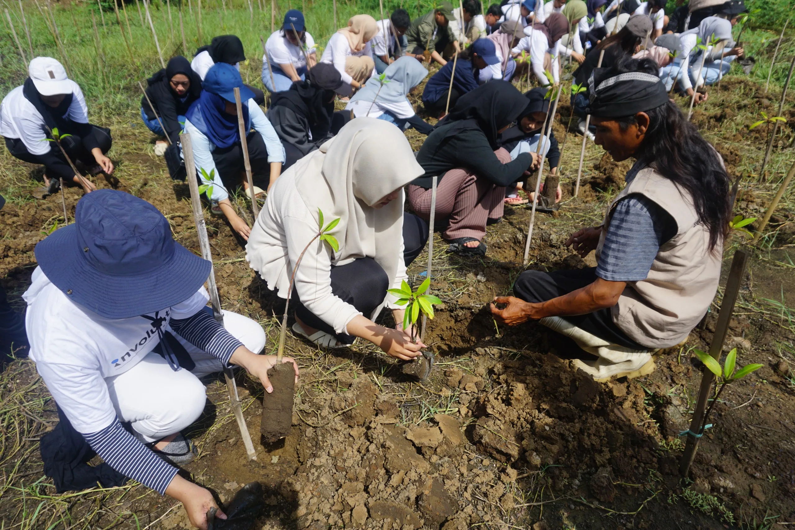 PEDULI LINGKUNGAN: Para relawan menanam bibit mangrove. (K-TV/Sufi Binti Khofifah)