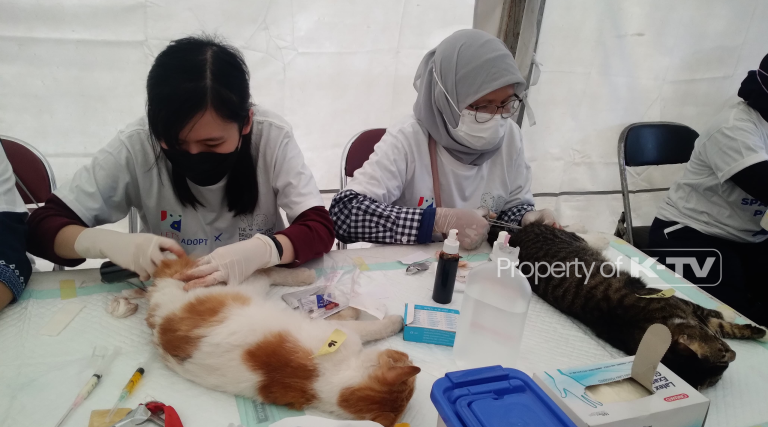 MENCEGAH: DKPP Kota Bandung melakukan vaksinasi rabies dan strerilisasi kucing. (K-TV/Noviana Rahmadani)