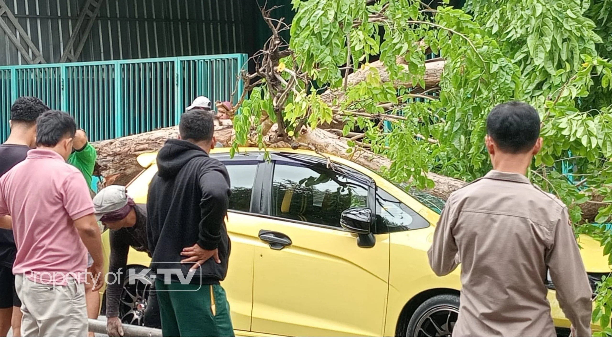 MUSIBAH: Mobil mewah tertimpa pohon tumbang di Pamekasan, Sabtu (9/3/2024). (K-TV/Sitti Romlah)