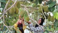 TAK TERLIHAT: DKPP Pamekasan hanya fokus bawang merah dan durian dalam budidaya pertanian holtikultura, yang terlihat dalam postur anggaran 2025.(K-TV/Ist_tretanmillenial)