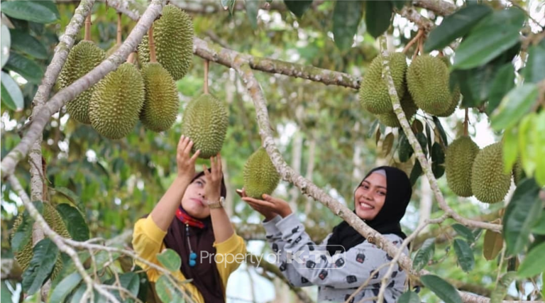 TAK TERLIHAT: DKPP Pamekasan hanya fokus bawang merah dan durian dalam budidaya pertanian holtikultura, yang terlihat dalam postur anggaran 2025.(K-TV/Ist_tretanmillenial)