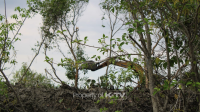 MERESAHKAN: Diduga terjadi pengrusakan mangrove dengan menggunakan alat berat di Sumenep. (K-TV/Ist_KabarMadura)